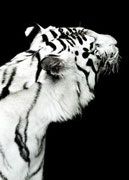 White tigers from Eskilstuna Zoo photographed by Jonas Linell for Vapen & Ammunition